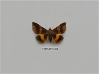 藏品(夜蛾359)的圖片